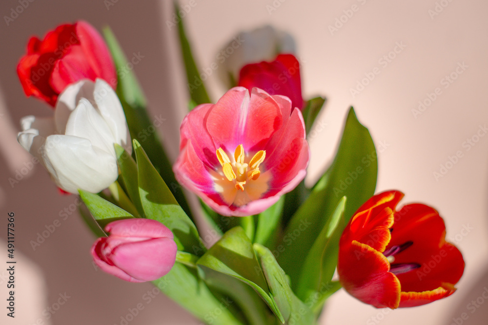 bouquet of tulips in sun on window