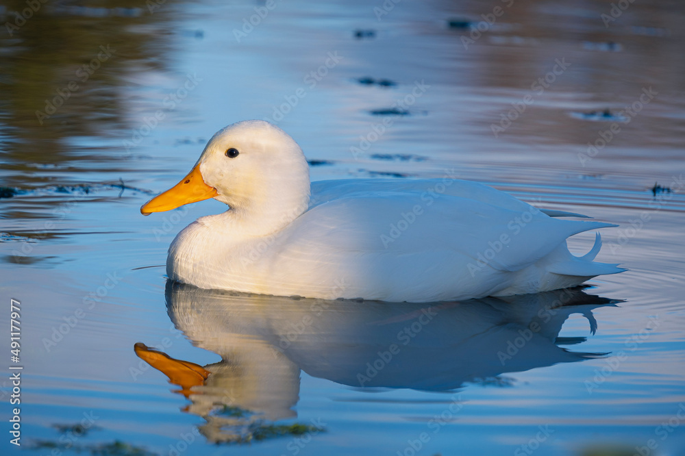 weiße Ente von der Seite auf Wasser zum Teil in Abendsonne