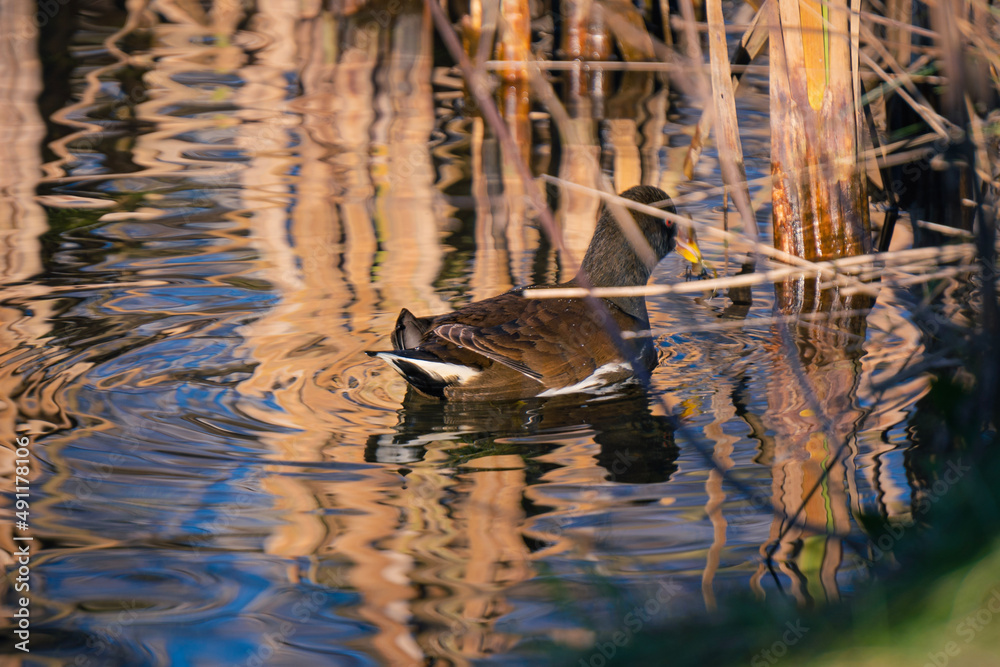 Teichralle im Schilf auf Teich im Abendlicht Teichralle im Schilf auf Teich im Abendlicht