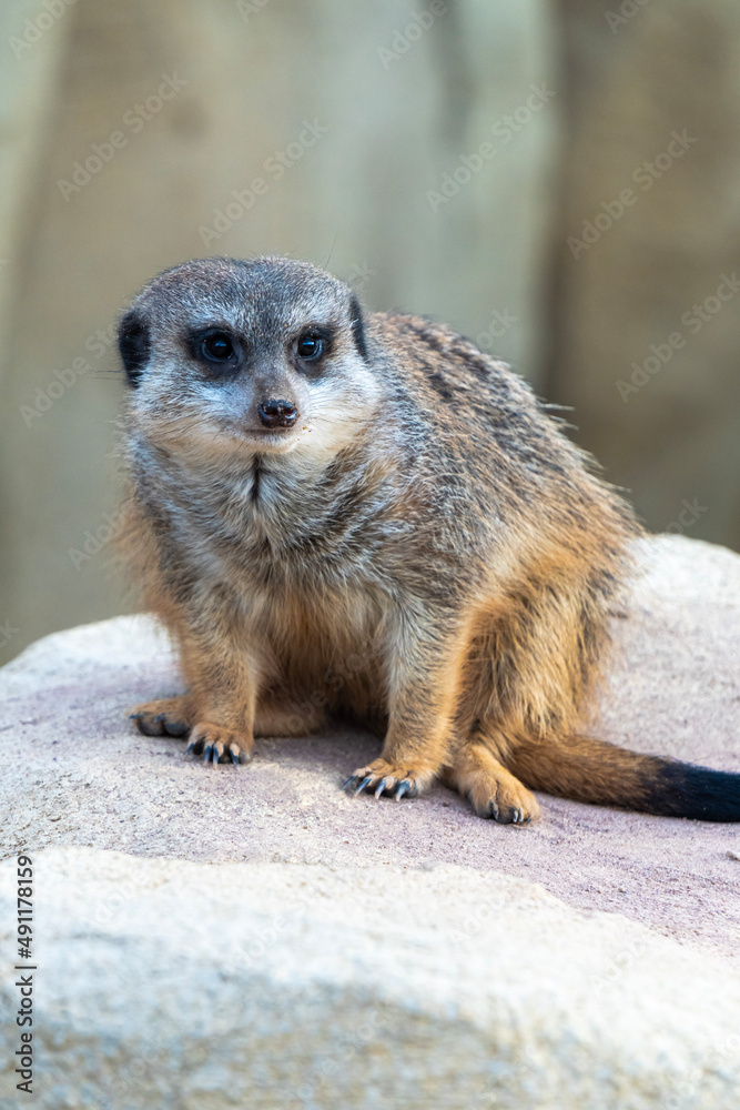 Erdmännchen schaut sich um Erdmännchen schaut sich um