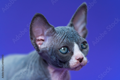 Portrait of blue and white color young Canadian Sphynx Cat on blue background. Kitten of seven weeks old listens attentively to what is said to him. Close-up  headshot  side view. Studio shot.