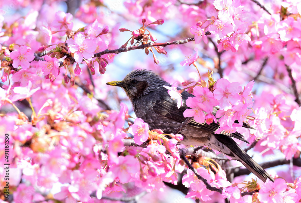 A bulbul perches the branch surronded by kawazu cherry blossoms A bulbul perches the branch surronded by kawazu cherry blossoms