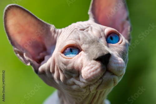 Portrait of young Canadian Sphynx Cat of blue mink and white color looking up on natural blurred green background. Male kitten with blue eyes is four months old. Closeup  front view. Natural light.