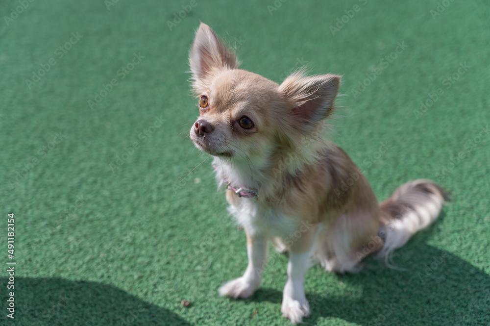 Portrait of a Chihuahua dog against a green background. The pet is sitting on the green surface of the sports field. Outside. Daytime.