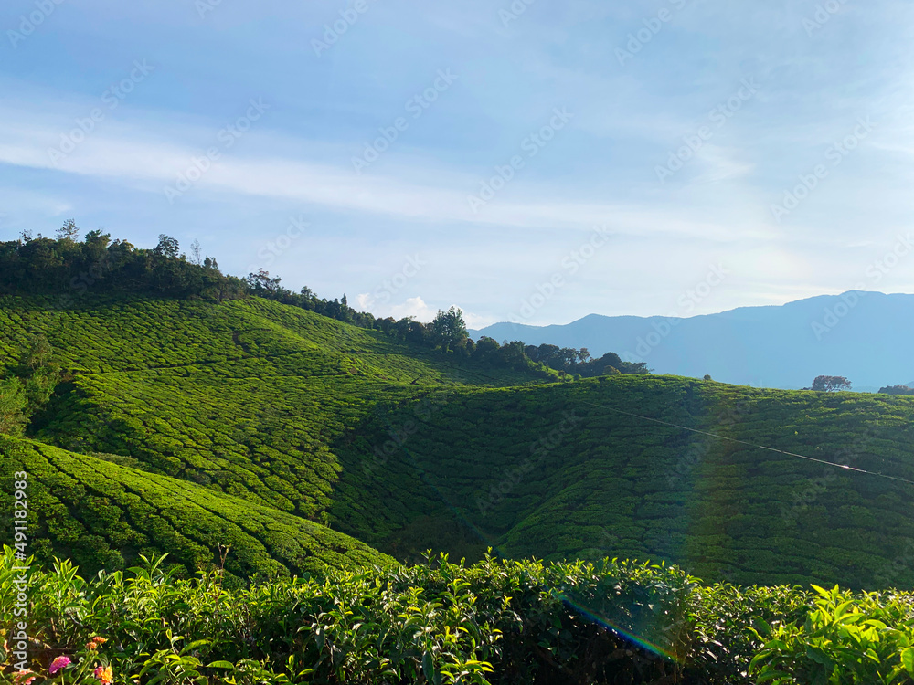 Munnar Kerala, Munnar is a town in the Western Ghats mountain range in India’s Kerala state.