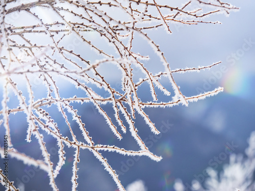 冬の風景、凍った木の枝 © fumoto-lab