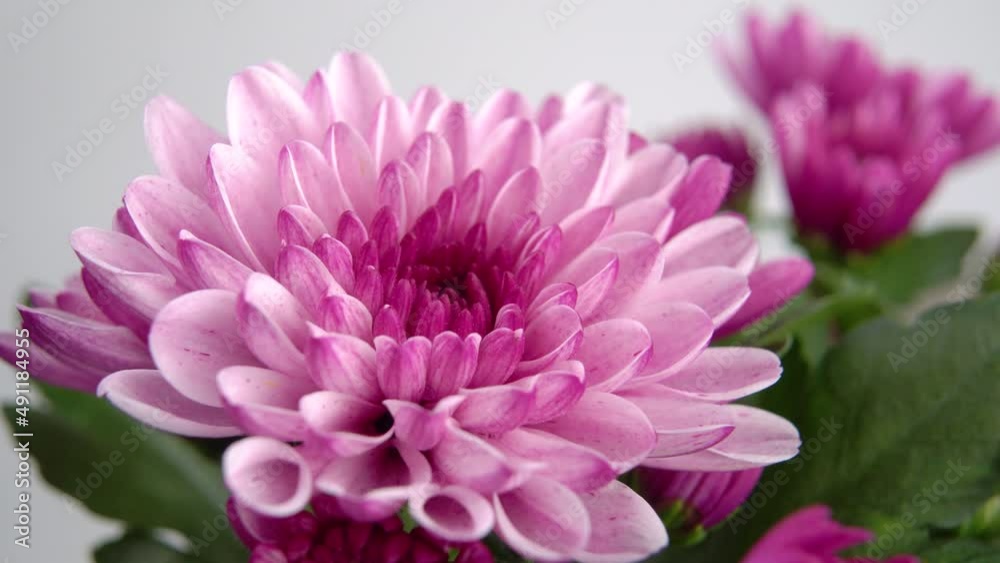Pink dahlia home flower. Pink petals close up. Macro. Rotation Pink dahlia home flower. Pink petals close up. Macro. Rotation