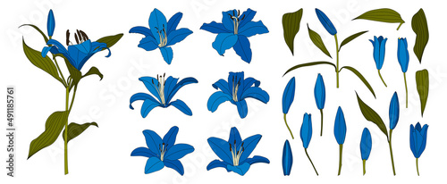 Set of isolated hand drawn blue lily flower vector