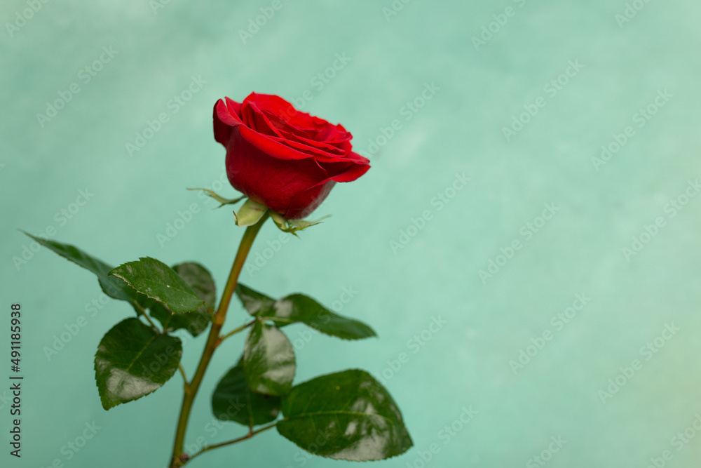 Red blooming rose on a green texture background, copy space