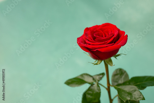 Red blooming rose on a green texture background  copy space
