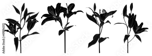 Set of isolated silhouette lily flower vector