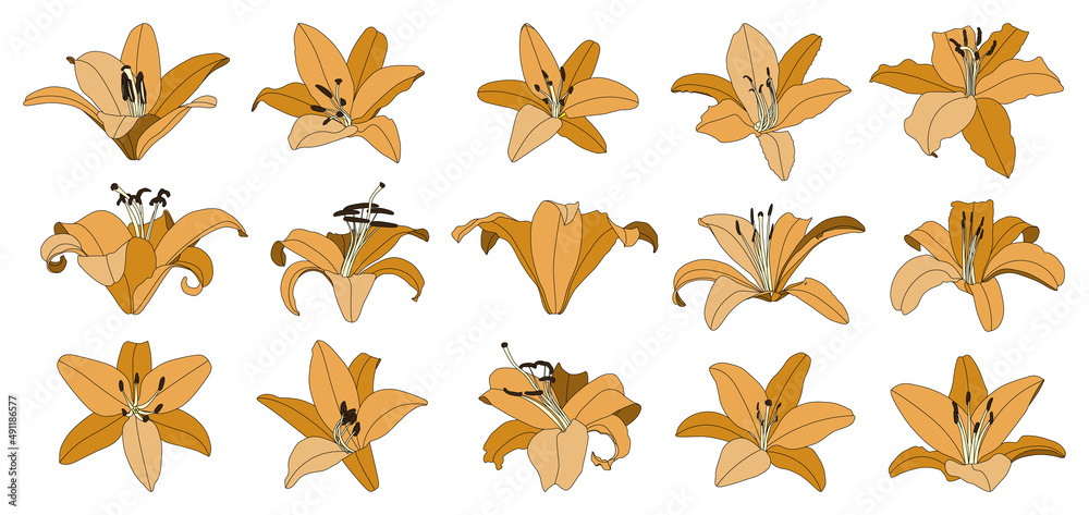 Set of isolated hand drawn orange lily flower vector