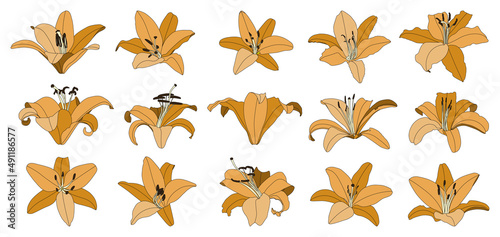 Set of isolated hand drawn orange lily flower vector © Mangata Work