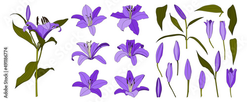 Set of isolated hand drawn purple lily flower vector