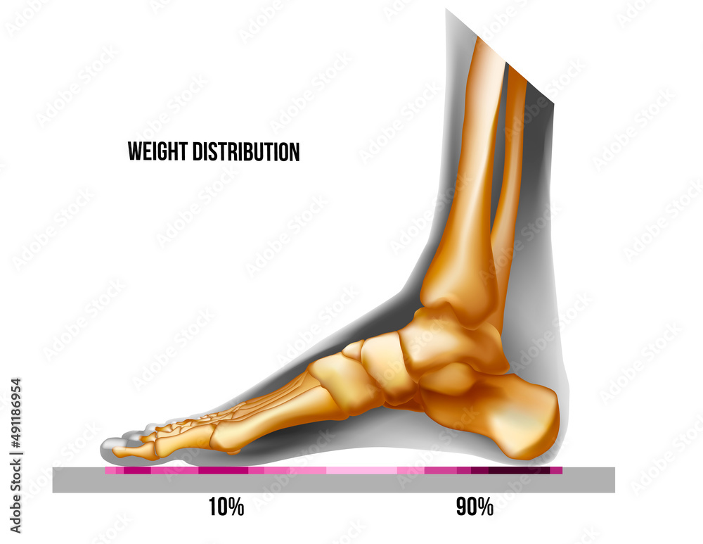 Foot weight distribution. Normal arch foot bones realistic skeleton