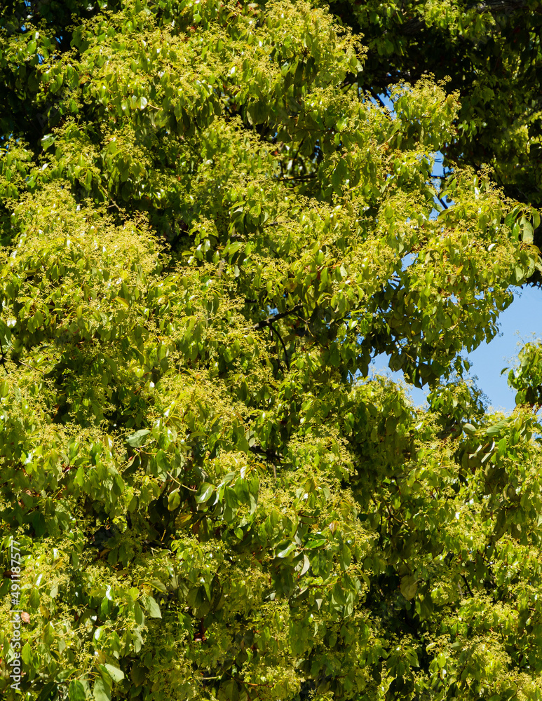 Shiny evergreen leaves of false camphor tree (Cinnamomum glanduliferum) orNepalese camphor tree. Adler Arboretum Shiny evergreen leaves of false camphor tree (Cinnamomum glanduliferum) orNepalese camphor tree. Adler Arboretum