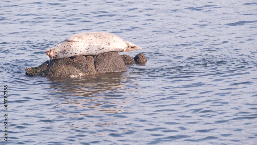 Fototapeta premium Wild spotted fur seal sleeping on rock in water, pacific harbor sea lion resting by ocean beach, Monterey wildlife, California coast fauna, USA. Young pup, marine animal in freedom or natural habitat.