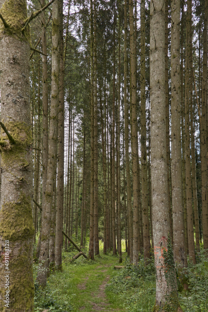 Obraz premium trees in the forest