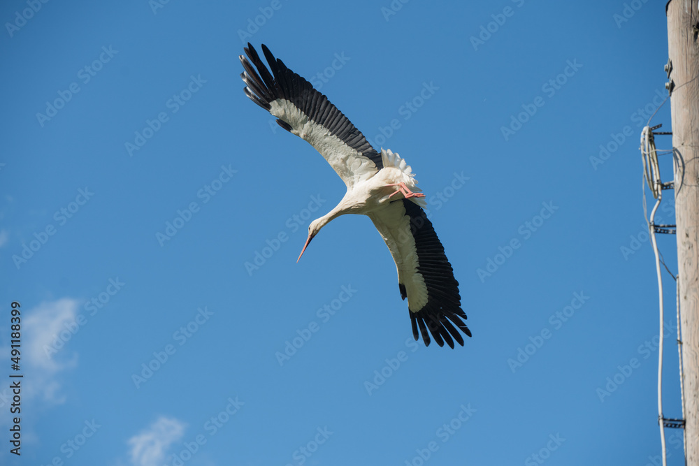 White stork in flight against a blue sky White stork in flight against a blue sky