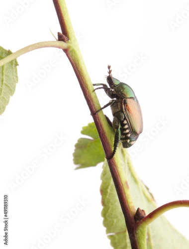 Popillia japonica, coleottero