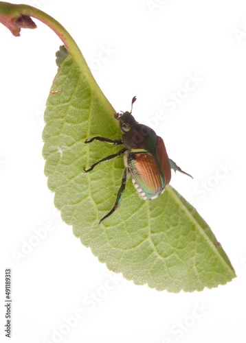 Popillia japonica, coleottero