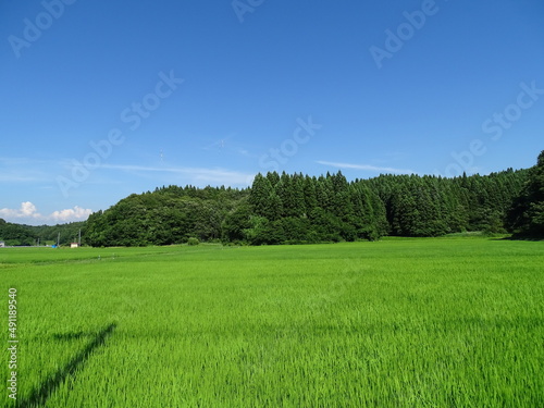 夏の田園風景 © 晋 宮本