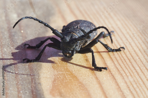Hylotrupes Beetle also known as Hylotrupes Bajulus On A Timber Board Macro Shot photo