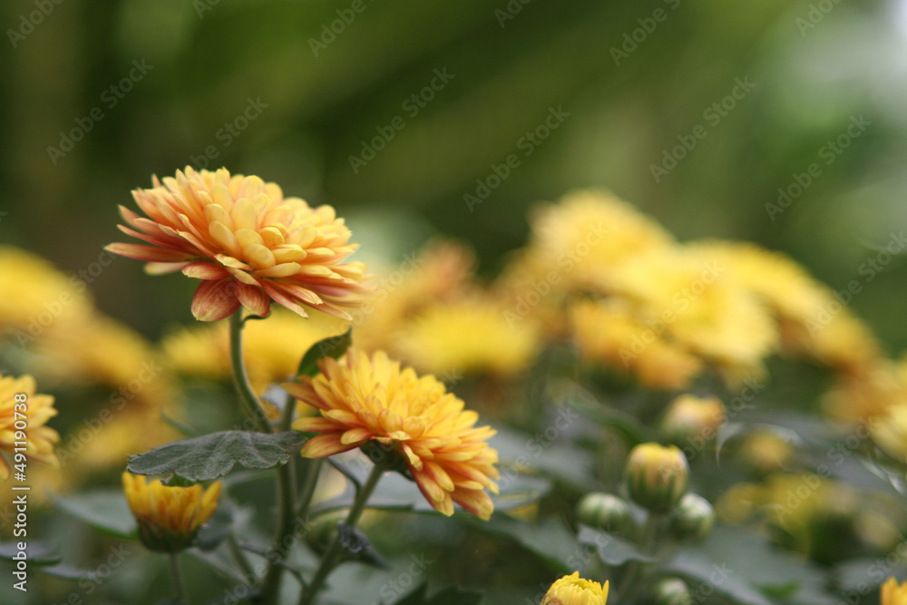 Yellow Chrysanthemum flowers (Chrysanthemum indicum L.) with blurry background Yellow Chrysanthemum flowers (Chrysanthemum indicum L.) with blurry background