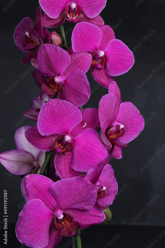 Purple orchid flowers isolated on a black background. Bright spring flowers