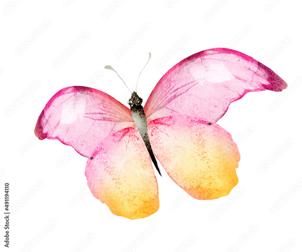 Fototapeta premium Color watercolor butterfly , isolated on the white background