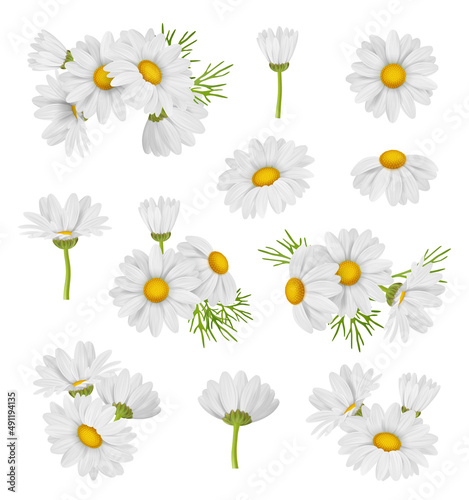 Camomile set. Beautiful botanical collections of medical healthy beautiful flowers decent vector realistic pictures