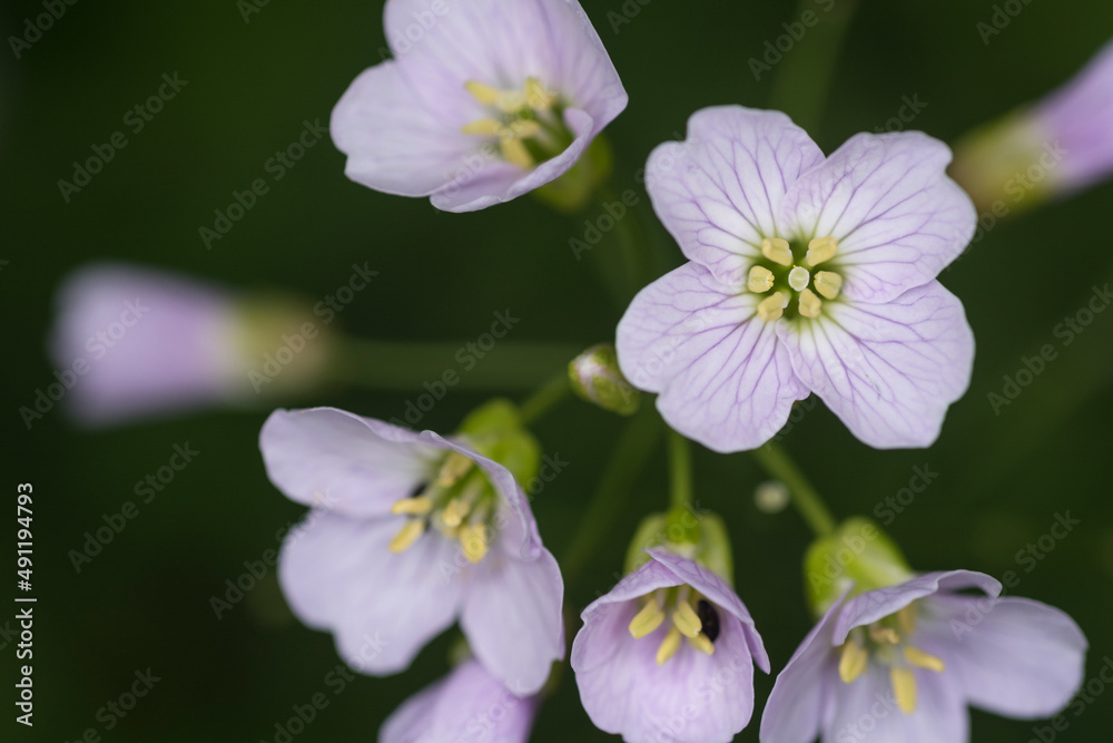 Close up of group of cuckoo flowers. Cardamine. Lady's smock. Mayflower. Garden. Botany Close up of group of cuckoo flowers. Cardamine. Lady's smock. Mayflower. Garden. Botany