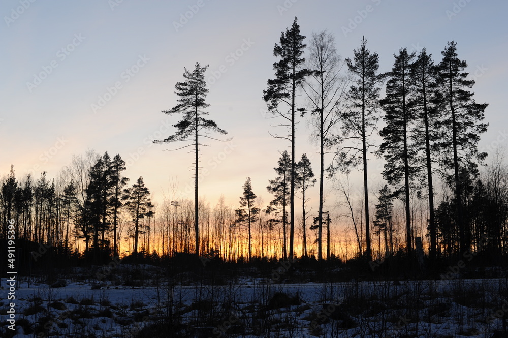Tall pine trees in a forest against sunset after glow or aurora in the evening in northern Sweden