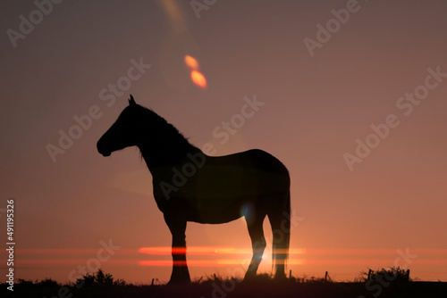 horse silhouette in the meadow with a beautiful sunset © Ismael