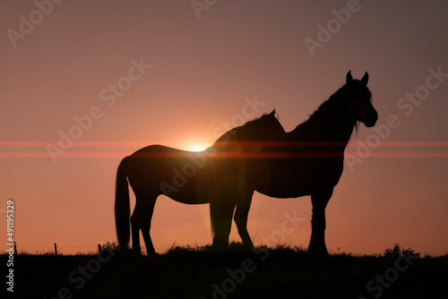 horse silhouette in the meadow with a beautiful sunset