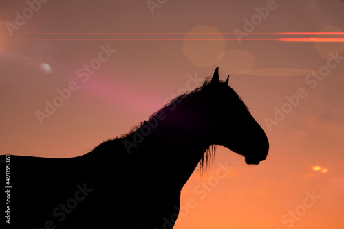 horse silhouette in the meadow with a beautiful sunset