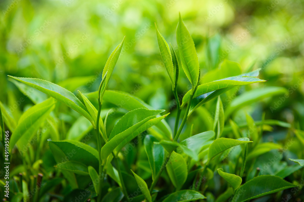Young leaves on tea bush at plantation