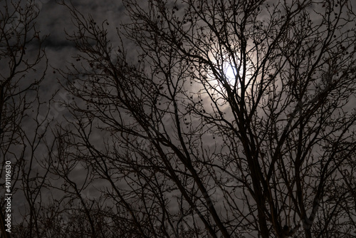 Mondschein hinter einer Baumkrone