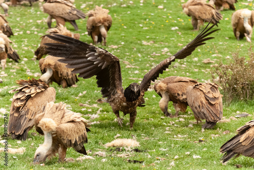 Gypa  te barbu  immature  .Gypaetus barbatus  Bearded Vulture