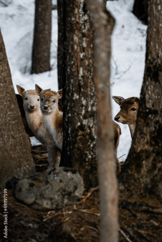 Amazing deers in the winter forest staying together in high qhality wildlife photography. © Lk_shotz