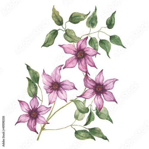 branch of clematis with flowers