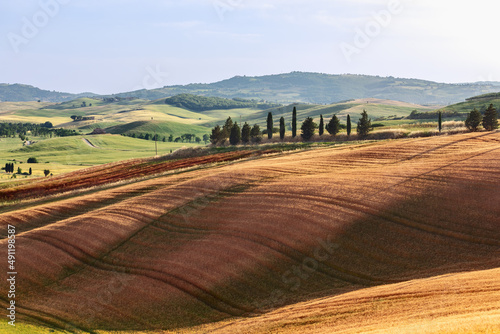 Typical Tuscan landscape of rural fields, cypress trees along a narrow road, hills in the background and a clear sky. Val d'Orcia, Italy