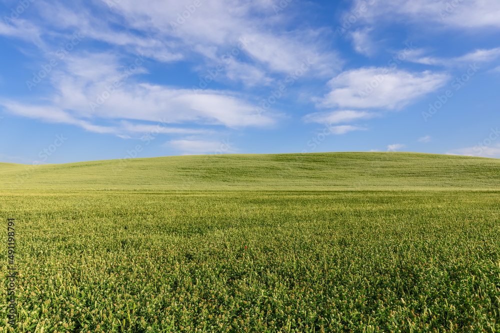 Minimalist landscape of a clear horizon between Tuscan cultivated green hills and summer sky. Val d'Orcia, Italy