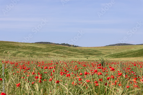 Huge poppy grove among the green hills of Tuscany  Italy