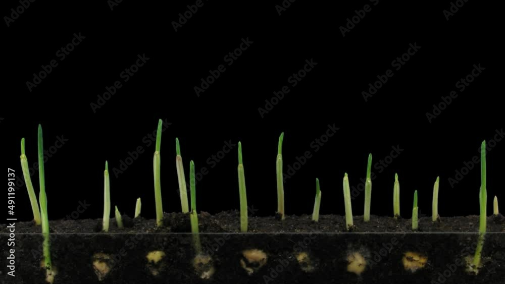 Time lapse of vegetating and growing maize vegetables with ALPHA transparency channel isolated on black background
Time lapse of vegetating and growing maize vegetables with ALPHA transparency channel isolated on black background