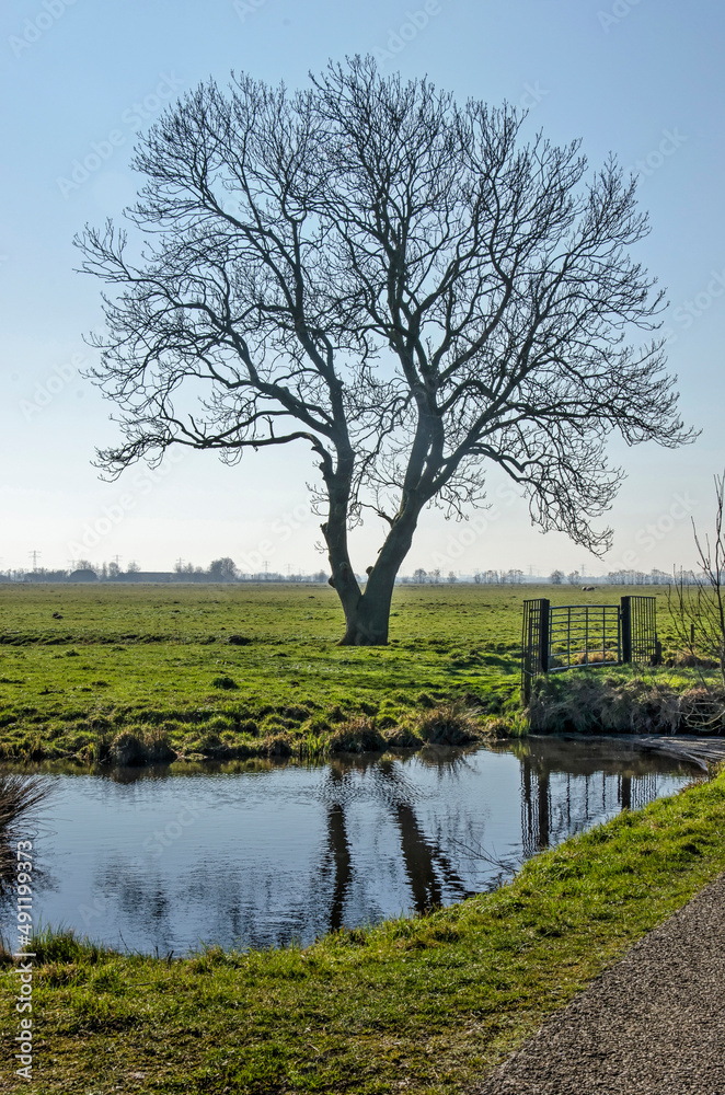 Picturesque scene with tree, fence, ditch and meadows on a sunny day in early spring in Krimpenerwaard region in the Netherlands Picturesque scene with tree, fence, ditch and meadows on a sunny day in early spring in Krimpenerwaard region in the Netherlands