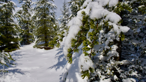 Pine forest, winter season. Snowy forest in sunny day. Winter landscapes. Blue sky, white snow and green pine forest. © Vahit Telli