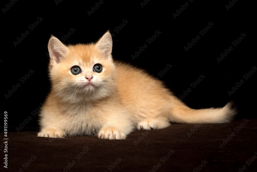 A beautiful British kitten of golden color lies on a dark black background close-up