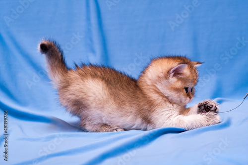 Little Golden British kitten playing with a chain lying sideways in front of the camera