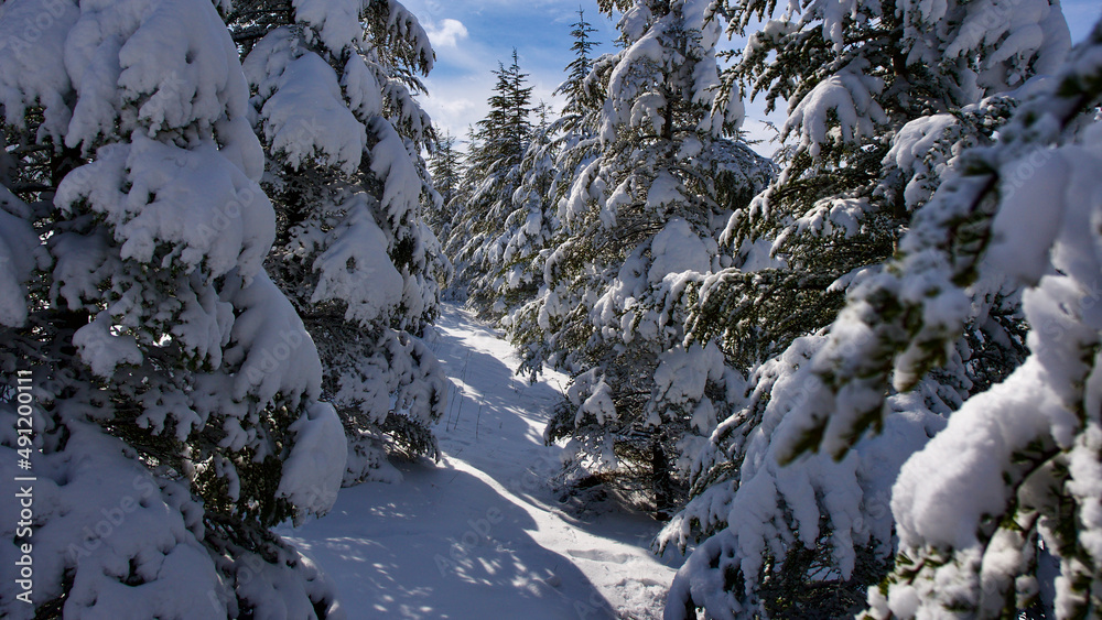 Pine forest, winter season. Snowy forest in sunny day. Winter landscapes. Blue sky, white snow and green pine forest. Pine forest, winter season. Snowy forest in sunny day. Winter landscapes. Blue sky, white snow and green pine forest.